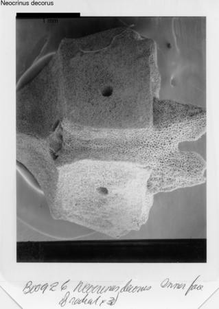 image 332