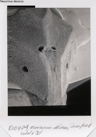 image 333