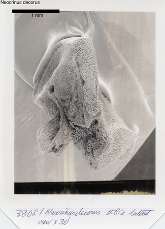 image 338